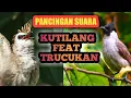 Lagu Pancingan suara KUTILANG GACOR feat TRUCUKAN GACOR💯#trucukan #suarakutilanggacor @roomkutilang6017