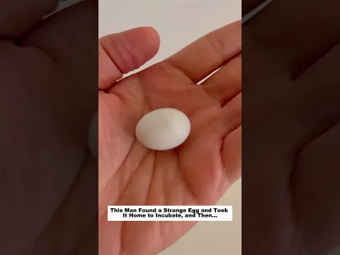This Man Found a Strange Egg and Took It Home to Incubate, and Then…