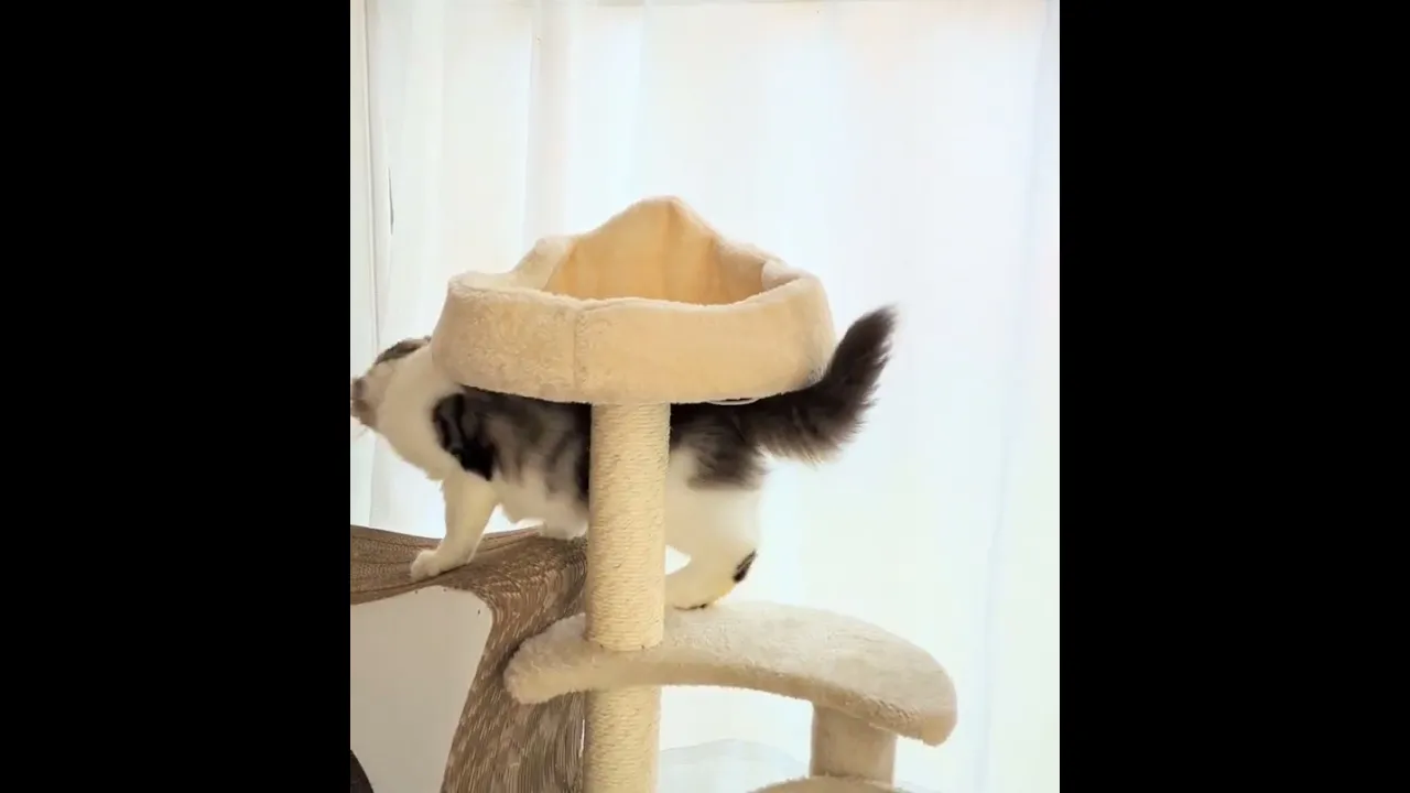 動画