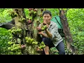 Download Lagu Harvest Wild Fruits \u0026 Cook for Pigs | Caring for Our Farm Animals | Solo Survival