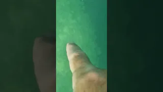 What is a blue hole? Dive with me into this one in the Bahamas. #shorts #ocean #bahamas