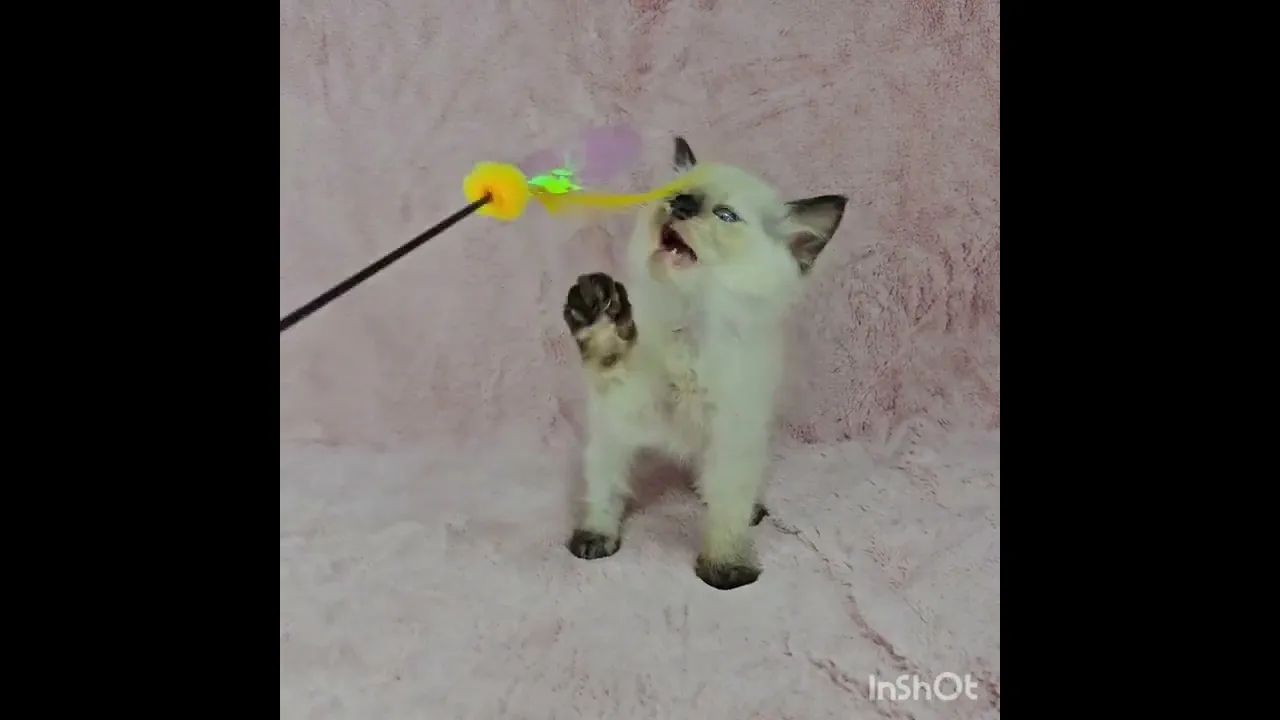 動画
