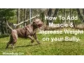Muscle Building Secrets for Your Bully Dog How To Build Healthy Solid Muscle On Your Bully Today