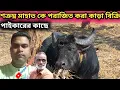 Lagu শত্রুঘ্ন মাহাত কে পরাজিত করা কাড়া পাইকারের কাছে বিক্রি 💢 সঙ্গে আরও ৭টি A গ্রেডের কাড়া বিক্রি দেখুন