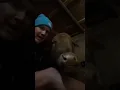 Download Lagu It’s 2am, why aren’t you hugging a cow?