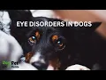 Common Eye Disorders in Dogs Symptoms How To Treat Them