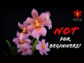Download Lagu Orchids I do NOT recommend to beginners! 🙅🏻‍♀️