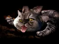 Run The Jewels - Meowpurrdy feat. Lil Bub, Maceo, Delonte (Official Music Video)