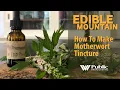 EDIBLE MOUNTAIN - How To Make Motherwort Tincture