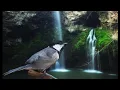 Download Lagu Terapi Burung GELATIK BATU | Suara Gemercik air \u0026 Gelatik Batu Ngalas wucit Ampuh mendongkrak Emosi