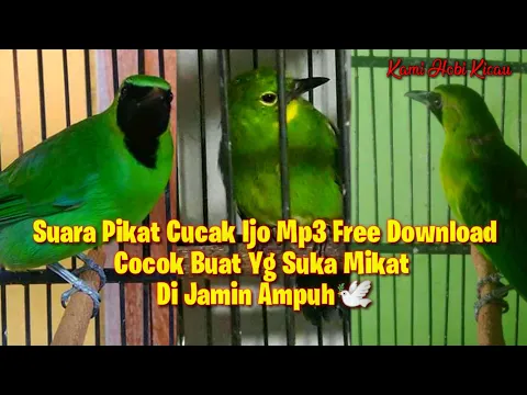 Download MP3 Free Download Suara Pikat Cucak Ijo Mp3 Terbaru 2021 Di Jamin Ampuh Buat Mikat Di Alam Bebas