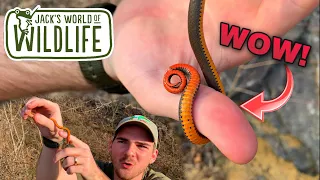 CATCHING Ring-Necked snakes and MORE