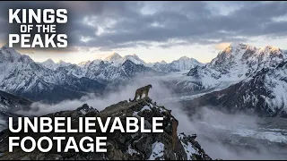 The Unlikely Ally | A Beautiful Story of a Snow Leopard and an Ibex