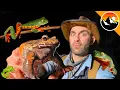 Frog Scavenger Hunt - Can I Catch Them All