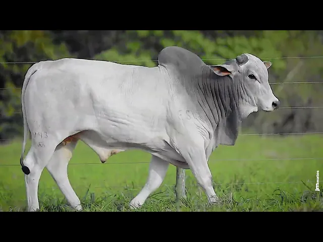 Touro Nelore VSCN - 943