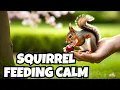 15 minutes of peace visual asmr feeding a squirrel for sleep meditation calm anxiety meditate relax