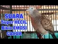Perkutut Lokal Gacor Suara Kecil Pancingan Perkutut (💯%AMPUH BANGET) Bikin Cepat Nyaut Gacor!