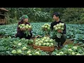 Lagu The elderly woman and Trieu Khang harvesting kohlrabi – A touching, simple moment.