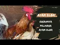 Download Lagu SAYA RUGI PELIHARA AYAM ELBA - AYAM KAMPUNG PETELUR