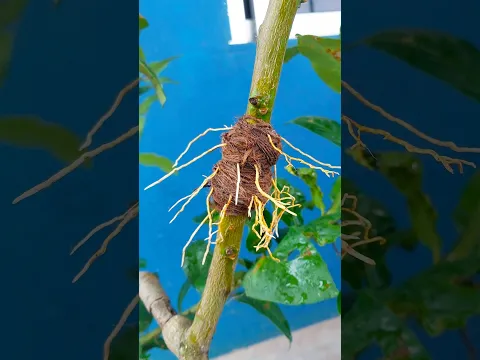 Lemon Tree Propagation by Air Layering – 100% Success Method!