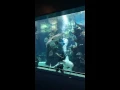 Lagu A Zebra Shark Wont' Let This Diver Work