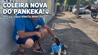 Mimos para o Pankeka :Ele amou a coleira nova!