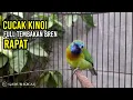 Download Lagu cucak kinoi gacor full tembakan rapat