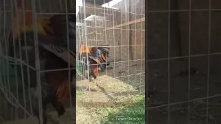 Gallos finos California