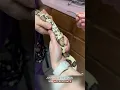 Snake GENDER REVEAL How to probe a snake and determine whether its male or female