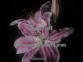 shes hot - pierre jean ft tjo zenny