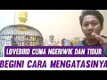 Cara Mengatasi Lovebird Ngeriwik Dan Tidur !!