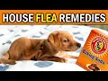 Download Lagu Naturally \u0026 Permanently Eliminate Fleas from Your Home - It's Easier Than You Think!