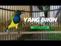 Lagu SOGON GACOR‼️YANG BIKIN SOGON CEPAT PANAS JEBOL EMOSI #sogon #pancingansogon 