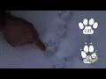 Snow Tracking 101 - Animal Tracks