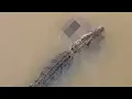 Download Lagu Crocodile Attack in India: Chilling River Tragedy Caught on Camera