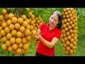 Download Lagu Harvesting 1000 Kg Giant Longan Goes To Market Sell, gardening,cooking | Lucia Free - Bushcraft