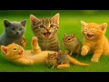 Happy Colorful Kittens on the Green Grass 😻🌸 – Sweet Cat Adventures - Beautiful Cat Video