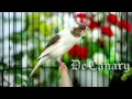 Download Lagu BURUNG KENARI GACOR ISIAN BLACKTHROAT SUARA JERNIH