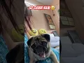 Download Lagu Bucket Don’t Use 🤔🥰♥️😂😜 #funny #memes #comedy #pug #pets #petlover #love #shorts #viralvideo