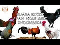 Download Lagu Suara Kokok Ayam Hias Asli Indonesia 2024 (Ayam Hutan, Ayam Ketawa, Ayam Pelung, Ayam Cemani)