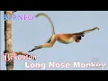 Download Lagu Long Nose Monkey - Endemic Monkey🐒 @orangutanhouseboattour6258 MP3