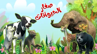 اغنية صغار الحيوانات اغاني اطفال بون بون 