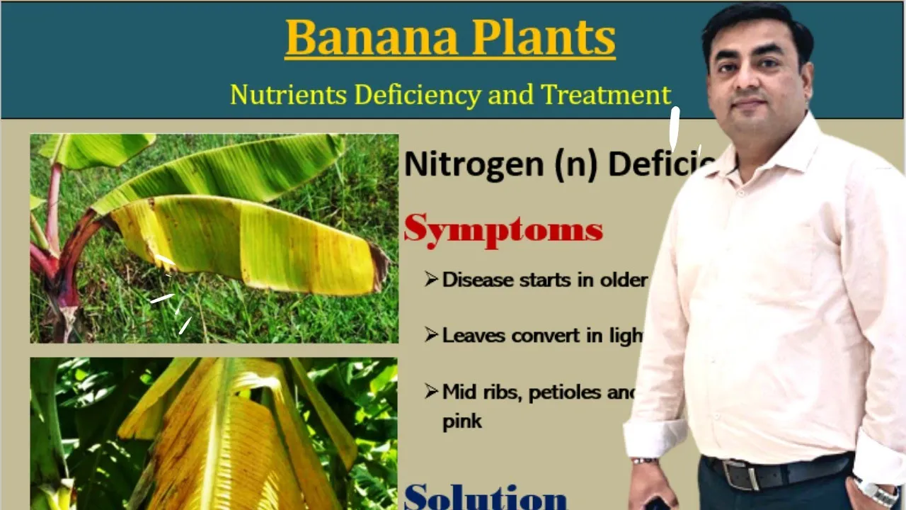 Nutrients deficiency in banana plants              farming tips