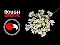 Rough Chervil - Not Quite Deadly Hemlock