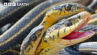 2 Hours With Our Planet's Spectacular Wildlife | BBC Earth