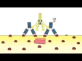 2 1 Complement System