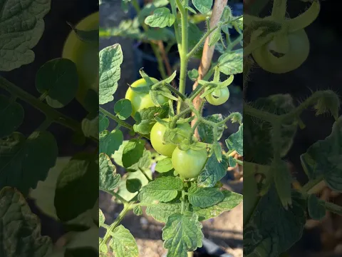 Tomat termasuk buah bukan sayur #tomatbuah #tomatsayur #tomat