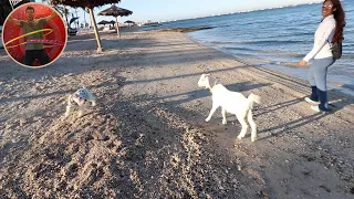 WALKING WITH A GOAT THROUGH LA PAZ MEXICO