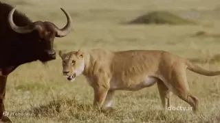 مرگبارترین حیوانات آفریقا 9 مستند حیات وحش دوبله فارسی 