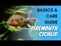 Firemouth Cichlid Basics And Care Guide